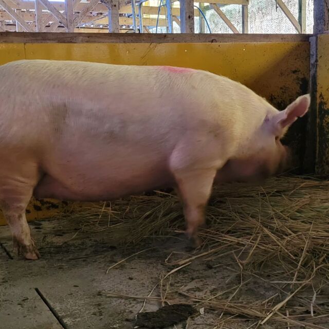 ついに‼️⁡
⁡念願の中ヨークシャーが吉備高原牧場にやって来ました🐷⁡
⁡想像以上のいい豚で感激するお世話係です👏✨⁡
⁡長年夢見た中ヨークシャーが目の前にいるので大興奮中😆⁡
⁡色んな人に自慢しております笑😃⁡
サイズはかなり大きめでほんとに初産ですか？と疑うほど😅⁡
⁡多分黒豚の見すぎですね‎笑( ꒪⌓꒪)⁡
⁡⁡
⁡まだ名前を決めてないのでゆっくり考えていこうと思います(*^^*)⁡
⁡ #中ヨークシャー  #幻の豚  #お世話係  #大興奮中  #自慢  #ただ  #マニアックすぎて伝わらない  #いい豚  #名前  #考え中  #何にしようかな  #吉備高原  #吉備中央町  #高梁市  #養豚  #黒豚  #白豚