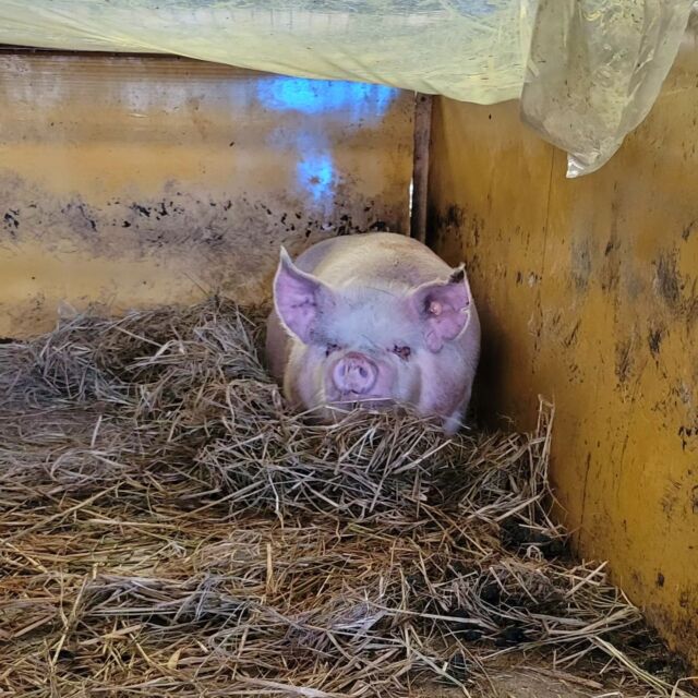 花ちゃん(仮)🐷⁡
⁡名前をまだ考えているお世話係ですが、多分このまま花ちゃんになると思われ😂⁡
⁡やっぱり2文字が呼びやすくて_(:3 」∠)_
⁡⁡
⁡正面なので分かりづらいですがお腹がぽっこりしてきて、花ちゃんはもうすぐでお母さんになります❤︎⁡
⁡どんな子が産まれるのかずっと楽しみです🤗⁡
⁡⁡
⁡ただお世話係の不安が現在MAX😥⁡
⁡繁殖を始めたての農場の為、分娩がうまくいかず😢⁡
原因は分かっていますが、不安拭いきれず(´･_･`)⁡
⁡こんな中お腹の中ですくすく育ってくれてるこぶぅちゃん達とママぶぅの為にもしっかりしないといけないので今までの人脈をフル活用！して、打開策(秘密)を見つけたのでいい分娩できるように頑張ります💪⁡⁡
⁡⁡
写真の花ちゃんはこのまま眠りにつきました😴(笑)
⁡⁡
⁡ #養豚  #中ヨークシャー  #花ちゃん  #仮  #もう少しで  #ママぶぅ  #着々と  #育ってます  #うまく産まれますように  #白豚  #黒豚  #吉備高原  #吉備中央町  #高梁市  #養豚女子  #バークシャー