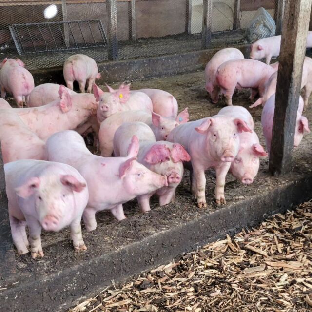 今日きた子ぶぅ🐷
お耳が👂久々に見る完全な垂れ耳ちゃん🐷
前見えるのかな🤭
下から除くと可愛いお顔がチラリ|´︶`*)ﾁﾗﾘ
耳立ちちゃん達も可愛いですよ☺️
ただお世話係の好きな品種はランドレースなので耳垂れちゃんが1番可愛いです😆🥺
 #養豚  #白豚  #黒豚  #お世話係  #ランドレース  #推し  #可愛い  #こぶぅ  #垂れ耳  #立ち耳  #吉備中央町  #吉備高原  #高梁市  #楽農スタジアム