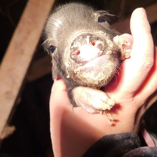 昨日の夕方18時から分娩開始🐷21時20分終了✨
産道が狭くて難産でしたが、死産はおらず😆
1頭チビぶぅいましたが元気によちよち歩いてます👶✨
とりあえず出産ラッシュ終わり☺️
次は6月予定です✨

眠過ぎて語彙力が低下してるお世話係は今から処置して掃除して尿処理して堆肥詰めて。。発情確認もしないと。。
と色々頭の中でぐるぐる🌀🌀🌀

とりあえず今日も頑張って行きましょ💪

 #こぶぅ  #産まれました  #頭数は秘密🤫  #だって  #少ないのだもの #今日も  #頑張って  #仕事  #出産ラッシュ  #終わって  #一安心  #大きくそだってね  #黒豚  #白豚  #吉備中央町  #高梁市  #吉備高原