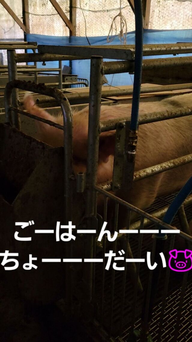 ご飯の時間一番アピールしてくるはなちゃん🌸
前まで大人しかったですが、最近は慣れてきてお顔も触らせてくれるしアピール凄いしでとても表情豊かです😍
 #養豚  #吉備高原  #吉備中央町  #高梁市  #はなちゃん  #アピール  #凄い