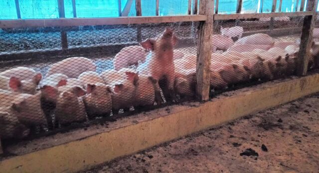 こちらが気になるぶぅ🐷
綺麗に並んでお世話係に何か訴えてます😂😂
今日は中に入らないよ🥺みんな噛んでホジホジしてくるから痛いんだもの😣😣
たまに見るキレイな🐷並び🐷

昨日から暖かくなってきました🌸
ぶぅ達も過ごしやすい時期に突入です☺️
 #吉備高原  #吉備中央町  #高梁市  #ぶぅ  #キレイに  #並ぶ  #お世話係  #噛まれて  #ホジホジ  #足  #痛い  #😂