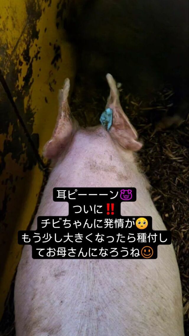 #吉備高原  #吉備中央町  #高梁市  #養豚  #黒豚  #白豚  #チビぶぅ