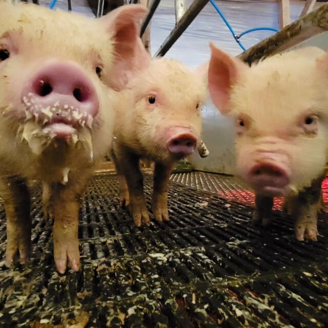 花's baby🐷
だんだん中ヨークシャーらしく？なってきました🤭
ご飯入っているのにご飯ちょうだいとおねだりするぐらい食いしん坊なチビぶぅ🐷
お世話係の足跡が聞こえるだけで柵から顔を出して叫びこっち来てアピール😘😘😘
他の部屋の子も花babyが騒ぐので何だ何だ🐷🐷と起きてきて皆で大合唱です😂😂😂

元気が有り余っているこぶぅ達🐷
見ているだけでとても癒されます🤗

  #こぶぅ  #お世話係  #見つけたら  #大騒ぎ  #😂 #ご飯  #あるのに  #ご飯くれくれアピール  #頭撫でて  #残さず食べて  #と諭す  #お世話係です  #中ヨークシャー  #バークシャー  #黒豚  #白豚  #養豚  #吉備高原  #吉備中央町  #高梁市  #ちびぶぅ
