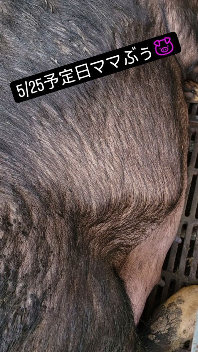 もう少しでかわいいこぶぅが出てきます🐷
子豚の数が多いのか、それともでかいのか。。。🤔
かなり広範囲でポコポコ蹴ってます😍😍
ママぶぅは食欲旺盛で落ち着いているので、きっと元気なこぶぅを産んでくれます🐷🐷🐷

ママぶぅよりもソワソワしているお世話係は過保護モード中😂
あまり構わないようにしてますが、頭の中は分娩の事でいっぱい🤯🤯ちらちら分娩室へ立ち寄ってはじっと見つめて作業しに行って分娩室へ行ってじっと見つめて作業して。。。を繰り返してます😂😂🤣🤣

動画のママぶぅの他にも3腹いるので、分娩看護頑張ります💪
#ママぶぅ  #こぶぅ  #もうすぐ  #産まれるよ  #ポコポコ  #蹴って  #お腹大丈夫かな  #お世話係  #1番  #ソワソワ  #🐷 #養豚  #黒豚  #白豚  #吉備高原  #吉備高原BLACK #吉備中央町  #高梁市