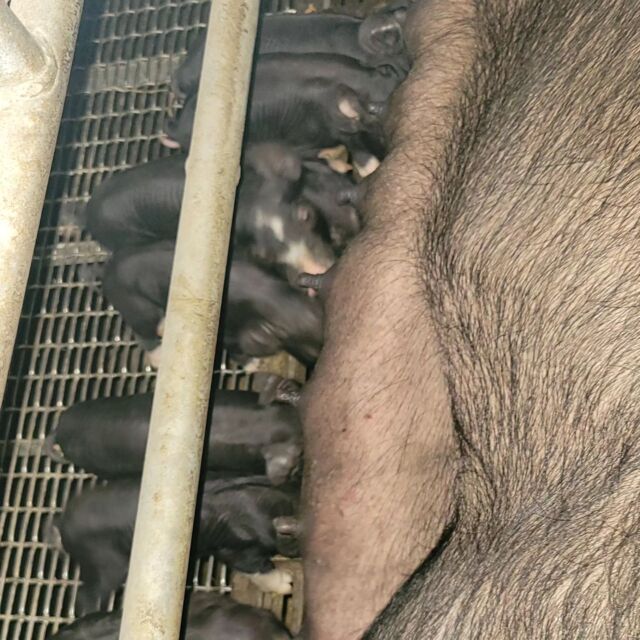 こぶぅ産まれました🐷🐷
まさかのお世話係お休みの時にスピード出産🤣
メス5頭、オス3頭の合計8頭のこぶぅ🐷

聞いた話によると...
1人目の見回り⇒朝7時見た時にはまだ産んでない💦
2人目の見回り⇒朝7時40分に子豚4頭出てる‼️
朝礼後確認へ⇒8時に7頭🐷🐷🐷🐷🐷🐷🐷
場長気になって見に行く、8頭目が出てきた😲
出荷積み込みして帰ってきたら後産までキレイに出てた✨✨
と、久々の超安産でした(*^^*)
お世話係の心配をよそに1時間位で終わったみたいでほっとしました🥺🥺
ただ出てくる瞬間見たかった😭

個人的なジンクスですが、お世話係が分娩看護しようとスタンバってる時には産まれず。休みの時に産み始めると言う事があります😂😂
なんでだろう🤔🤔🤔🤔🤔
 #こぶぅ #産まれました  #スピード出産  #ジンクス  #お世話係が  #休みの時に  #産む確率高め #見たかった  #元気  #すくすく  #育ってね  #養豚  #ママぶぅ  #こぶぅ  #黒豚  #白豚  #吉備高原BLACK  #吉備高原  #吉備中央町  #高梁市  #養豚場