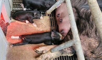 こぶぅ大きくなってきました🐷
足をピンッと伸ばしては縮めてをしてる子がいました🤭
まさかの動画じゃなくて写真で連射してました📸
 #養豚  #こぶぅ  #足  #伸ばして  #縮めて  #可愛い  #吉備中央町  #高梁市  #吉備高原  #黒豚  #白豚  #吉備高原black  #🐷
